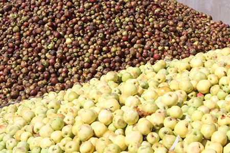 La Secretaría de Desarrollo Rural de Chihuahua produce hasta 100 mil árboles de manzana al año en su Vivero Estatal en Guerrero. Se apoya a productores con precios subsidiados y convocatorias abiertas.
