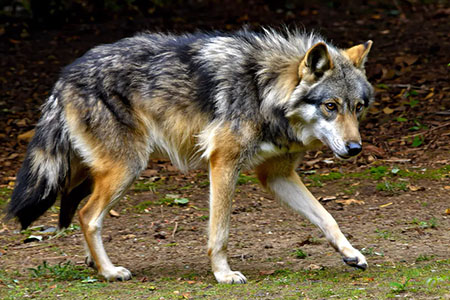 En la XXXI Reunión Binacional del Lobo Mexicano se anunció la creación de una nueva zona de reintroducción en Durango, fortaleciendo los esfuerzos de conservación de esta especie en peligro de extinción.