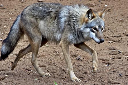 México y EE.UU. intensifican la recuperación del lobo gris mexicano con estrategias genéticas, reproducción controlada y centros de conservación.
