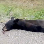Oso negro adulto fue hallado sin vida en el tramo carretero Chihuahua-Juárez. El reporte fue emitido para identificar a la autoridad responsable del retiro y atención del caso.