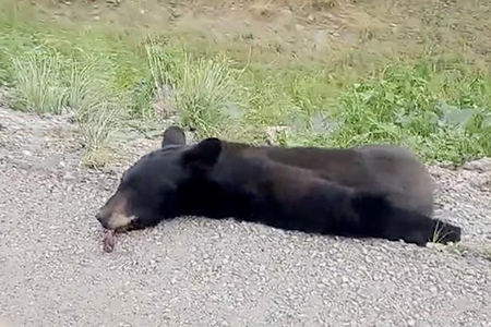 Oso negro adulto fue hallado sin vida en el tramo carretero Chihuahua-Juárez. El reporte fue emitido para identificar a la autoridad responsable del retiro y atención del caso.