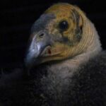 Un nuevo cóndor de California nació en el Zoológico de Chapultepec, marcando un logro crucial en los programas de reproducción y conservación de esta especie, cuya población estuvo al borde de desaparecer.