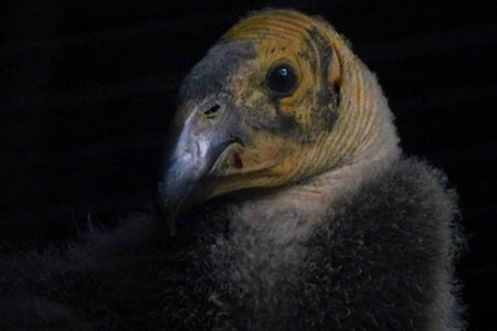 Un nuevo cóndor de California nació en el Zoológico de Chapultepec, marcando un logro crucial en los programas de reproducción y conservación de esta especie, cuya población estuvo al borde de desaparecer.