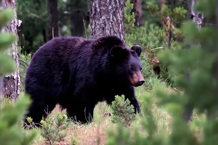 La presencia de osos negros en la Carretera Panamericana es común, según expertos. Se pide implementar medidas preventivas para evitar accidentes.