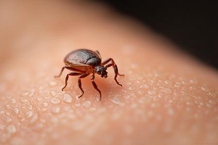 Chihuahua registra 21 muertes por rickettsiosis en 2025, una enfermedad transmitida por garrapatas. Autoridades intensifican campañas de prevención y diagnóstico temprano para evitar más decesos.
