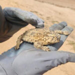 La SICT en Chihuahua resguardó casi mil ejemplares de fauna y flora en la construcción de la carretera Bavispe–Nuevo Casas Grandes, dentro de la Reserva de Janos.