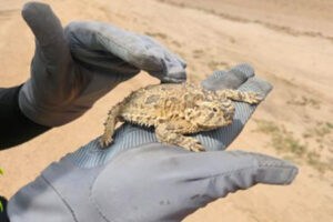 La SICT en Chihuahua resguardó casi mil ejemplares de fauna y flora en la construcción de la carretera Bavispe–Nuevo Casas Grandes, dentro de la Reserva de Janos.