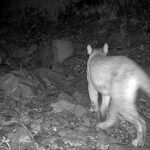 Cámaras ambientales registran puma en carretera de NCG Destacadas
