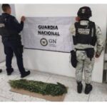 La Guardia Nacional y el Ejército Mexicano localizaron y destruyeron seis plantíos de marihuana en Casas Grandes, Chihuahua, con apoyo de drones en un operativo especial en la zona serrana.