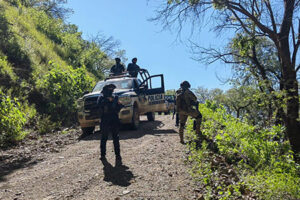 Autoridades estatales y federales destruyeron un plantío de seis mil plantas de marihuana y neutralizaron seis artefactos explosivos en Moris, Chihuahua, además de desmantelar un campamento presuntamente usado por grupos criminales.