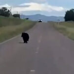 Automovilistas en Gómez Farías Chihuahua captaron en video a un oso que apareció en plena carretera. El animal se mostró confundido y después se refugió entre los pastizales.
