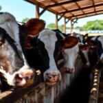El USDA confirmó el cierre de la frontera al ganado mexicano por casos de gusano barrenador. Chihuahua, principal exportador, exige regionalizar la sanidad para no frenar exportaciones.