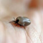 Aumentan contagios de rickettsiosis en Chihuahua pese al frío Salud