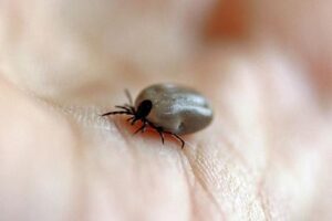Chihuahua enfrenta un repunte de rickettsiosis con 89 contagios y 43 fallecimientos confirmados. Las autoridades advierten que el diagnóstico tardío eleva la letalidad hasta el 100%.