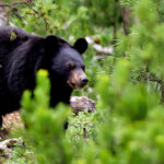 El oso negro es vital para los ecosistemas de Chihuahua. Su papel como dispersor de semillas y regulador natural mantiene el equilibrio ecológico de las sierras.