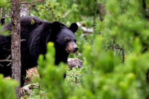 El oso negro es vital para los ecosistemas de Chihuahua. Su papel como dispersor de semillas y regulador natural mantiene el equilibrio ecológico de las sierras.