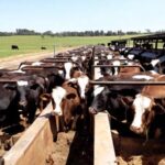 El senador Mario Vázquez criticó al Gobierno Federal por el abandono a la ganadería chihuahuense y advirtió que la importación de carne brasileña afecta directamente a los pequeños productores que dependen de esta actividad.