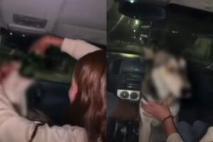 Fue judicializado el caso de los jóvenes que embriagaron a un perro husky en Madera, Chihuahua. Los implicados enfrentarán audiencia por maltrato animal, mientras asociaciones buscan al animal y la UPNECH confirmó la expulsión definitiva de una alumna involucrada.