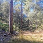 La Fiscalía de Distrito Zona Occidente confirmó el hallazgo de una osamenta humana durante un operativo de rastreo en el Ejido El Dos, municipio de Madera.