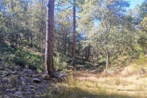 La Fiscalía de Distrito Zona Occidente confirmó el hallazgo de una osamenta humana durante un operativo de rastreo en el Ejido El Dos, municipio de Madera.