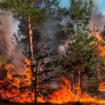 Piden castigo a responsables de incendios forestales por negligencia Destacadas