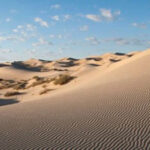 Los Médanos de Samalayuca, en Chihuahua, albergan 170 especies animales, entre ellas coyotes, águilas reales y serpientes de cascabel, consolidándose como un ecosistema clave para la conservación de la biodiversidad en el norte de México.