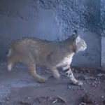 Un lince fue captado cruzando un paso de fauna en la carretera Bavispe–Nuevo Casas Grandes, confirmando la efectividad de las medidas ambientales implementadas en la zona.