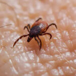 La rickettsiosis avanza en silencio en Chihuahua con 48 muertes confirmadas. Municipios como Chihuahua, Juárez, Meoqui, Delicias y Ascensión registran mayor incidencia. Autoridades piden extremar precauciones ante el aumento de casos.