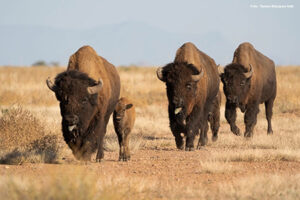 Cuarenta y cuatro bisontes de Janos llegaron a la UMA El Santuario en Coahuila, fortaleciendo la conservación y recuperación ecológica en el norte del país.
