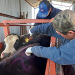 Chihuahua se mantiene libre del Gusano Barrenador en 2025 Destacadas