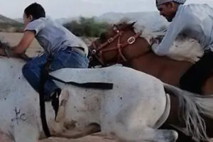Gobernación clausuró carreras clandestinas de caballos en Buenaventura y Chihuahua, donde asistieron hasta 1,500 personas sin permisos.