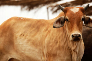 El USDA confirmó un caso de gusano barrenador en Tamaulipas, el más al norte del país, lo que pone en riesgo la exportación de ganado mexicano a Estados Unidos.