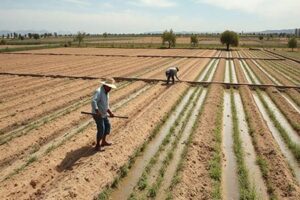 Productores de Buenaventura se mantienen en incertidumbre por la nueva Ley de Aguas y su posible impacto en la actividad agrícola, señaló el alcalde Rogelio Pacheco.