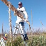 La UACH realizó la recolección de semillas de sotol en su Huerta Sotolera para impulsar investigaciones científicas y la conservación de esta planta emblemática de Chihuahua.