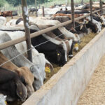 El regreso de aranceles a la carne importada beneficiará a ganaderos de Chihuahua desde 2026, impulsando la producción nacional y frenando la competencia desleal en el mercado mexicano.