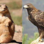 SICT protege fauna en obras de carretera Bavispe–NCG Destacadas