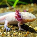 Descubre por qué el ajolote en el billete de 50 pesos es más que un diseño bonito. La leyenda de Xólotl, la ciencia de la regeneración y el valor real de tu billete explicado por expertos. ¡Entra!