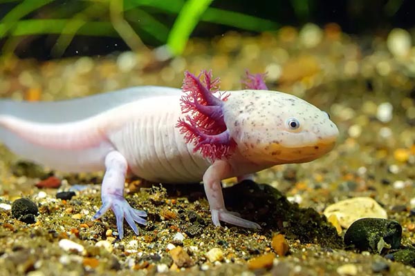 Descubre por qué el ajolote en el billete de 50 pesos es más que un diseño bonito. La leyenda de Xólotl, la ciencia de la regeneración y el valor real de tu billete explicado por expertos. ¡Entra!