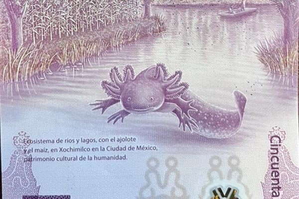 Más allá del meme: El ajolote en el billete de 50 pesos es un grito de auxilio de Xochimilco. Aprende sobre su capacidad de regeneración y cómo este billete busca salvar una especie única en México.