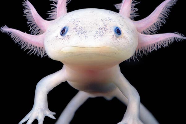 ¿Venden billetes de ajolote en millones? Te decimos la verdad sobre el valor del ajolote en el billete de 50 pesos y qué lo hace tan especial para la numismática y la cultura de México. ¡Clic ya!