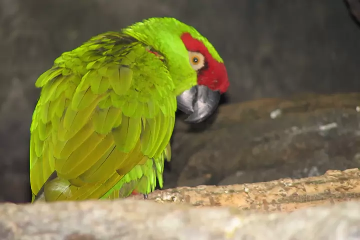 Descubre el hábitat crítico de anidación de esta especie en peligro de extinción. Conoce los bosques de pino de altura en la Sierra Madre Occidental, donde estas aves inteligentes y sociales dependen de los árboles viejos para anidar y de los piñones para alimentarse.